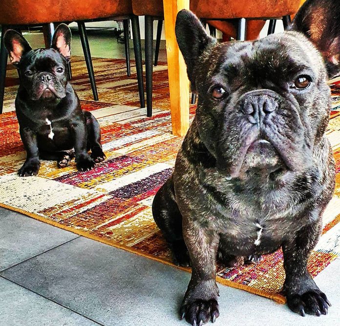 Papa und Sohn
Schlossbullies. Im Hintergrund sitzt ein Welpe und Sohn von Pushkin.