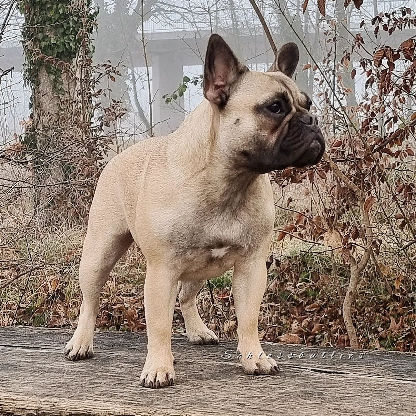 Schlossbullies Frenchbully .webp