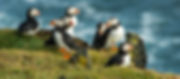 Iceland Puffins.jpeg