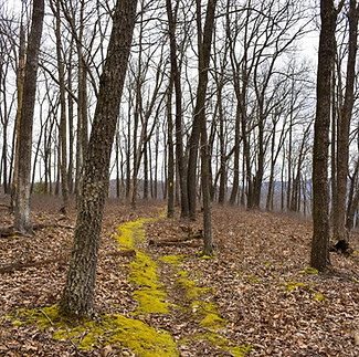 mini_Fred-Woods-Trail-by-Samantha-Cunningham-3.jpg