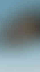 Black Hills Round Up, PRCA Rodeo