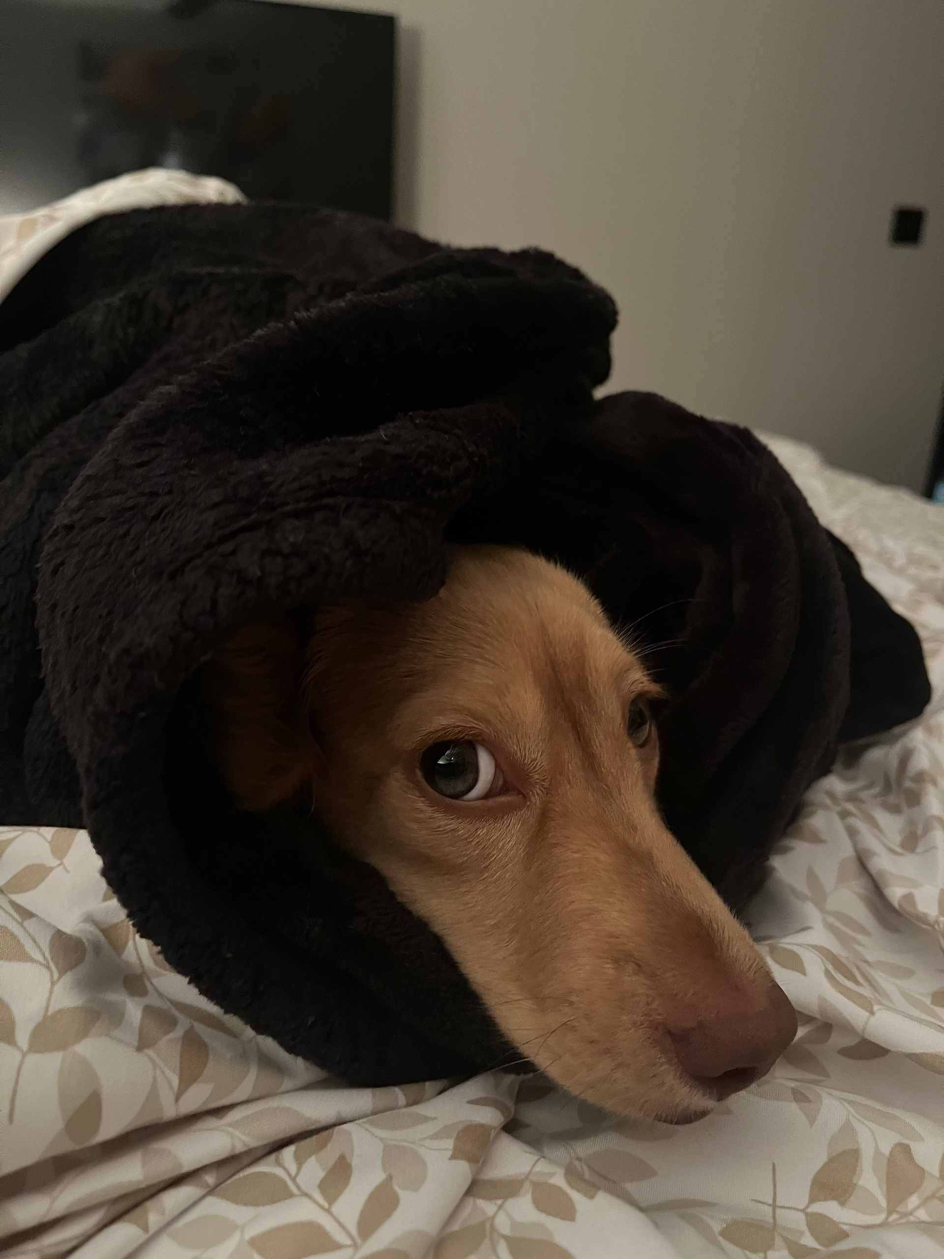 A mini dachshund wrapped up in a blanket.