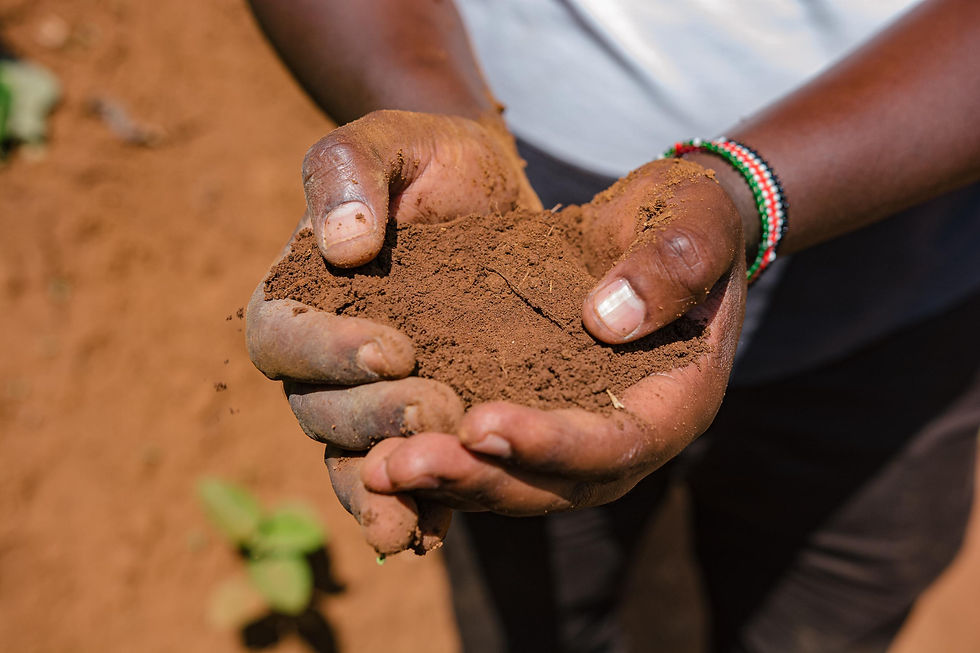 Surreal Glass Flowers