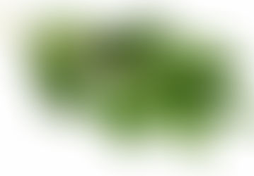 LE LAURIER... PLANTE MAGIQUE !