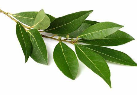 LE LAURIER... PLANTE MAGIQUE !