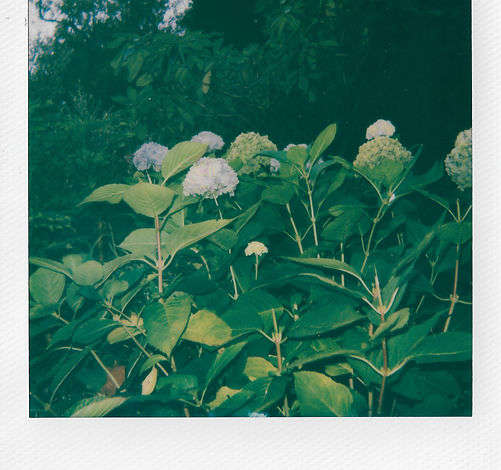 IMG_7834.JPEG