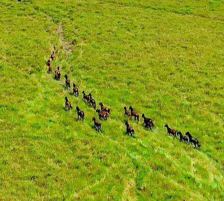 Wild Horses Roaming the Plains of Urimo