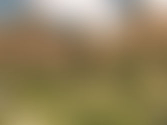 Navigating a Harsh World in the Language of Plants 