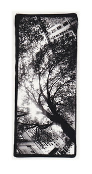 Long Tree 12 copy.jpg