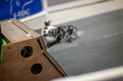 A tiny black merle dog does a flyball box swimmers turn.
