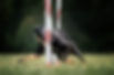 A tri-colored dog performs dog agility weave poles directly towards the camera