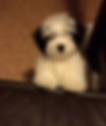 ZeeZee as a puppy