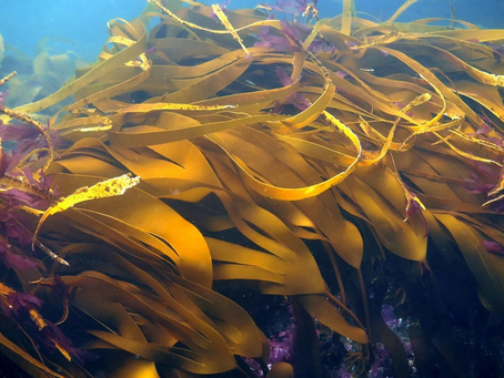 Kelp’s Potential from an Environmental, Economic, and Ecological Lens