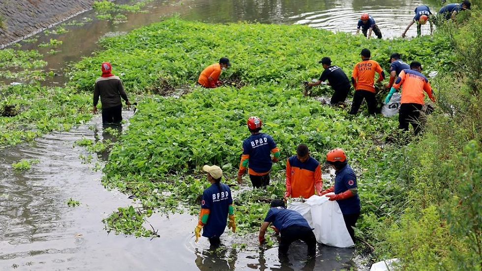 Figure 2. Workers remove water hyacinth from clogging waterways in Indonesia (Neumann, 2024).