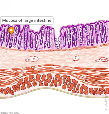 Figure 2. Closeup of the mucous barrier that serves as an essential component of intestinal defense and health.