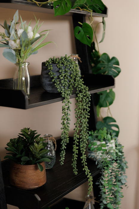 close up of plant ladder