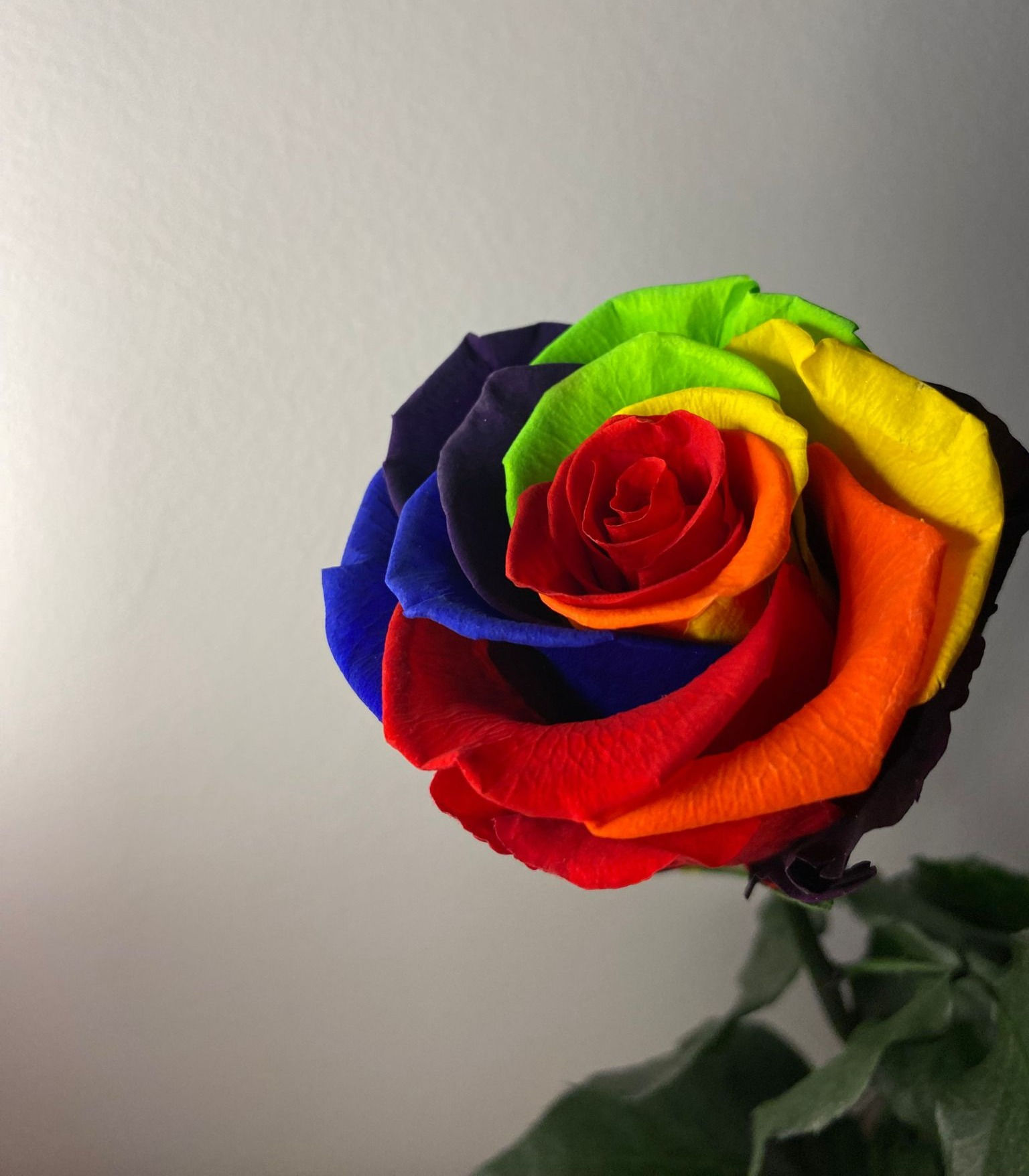 Rosa preservada multicolor