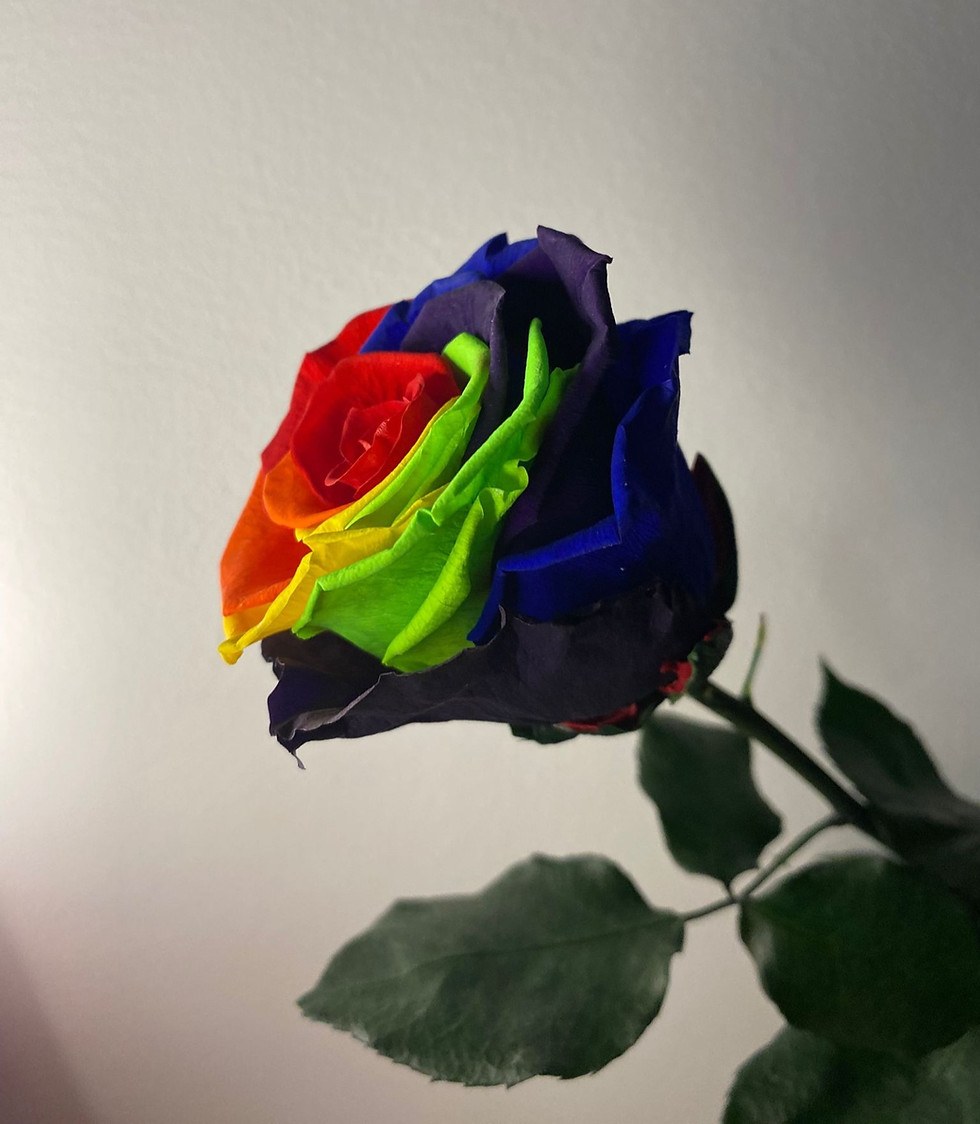 Miniatura: Rosa preservada multicolor