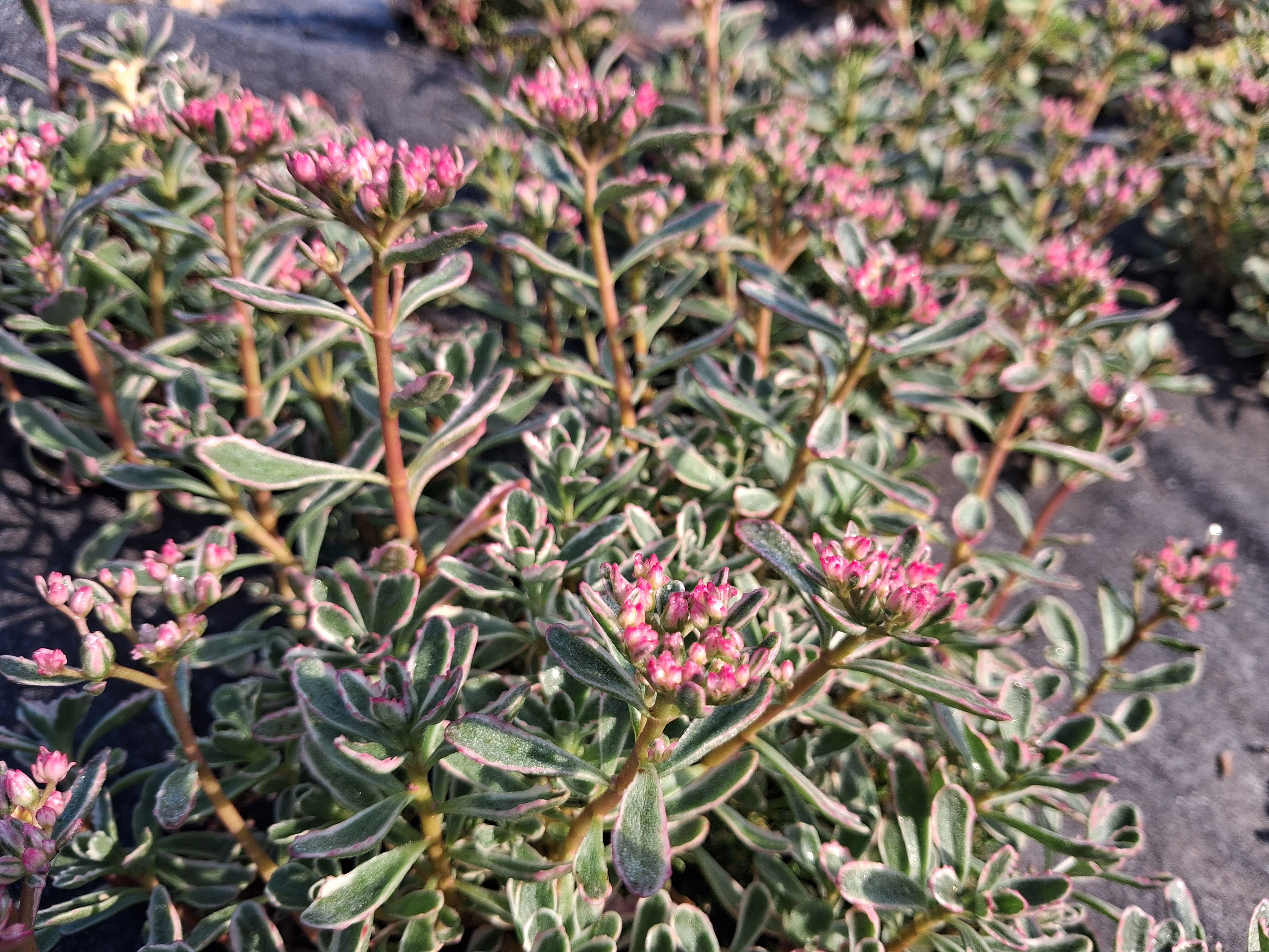 Phedimus spurium variegatum
