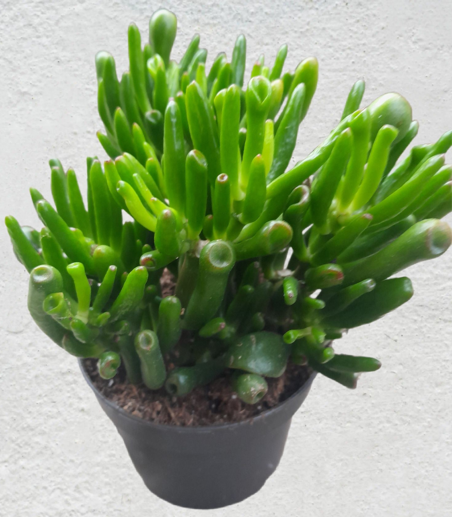 Crassula ovata 'Gollum'