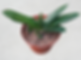 Gasteria fuscopunctata