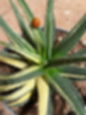 haworthia cocc.jpg