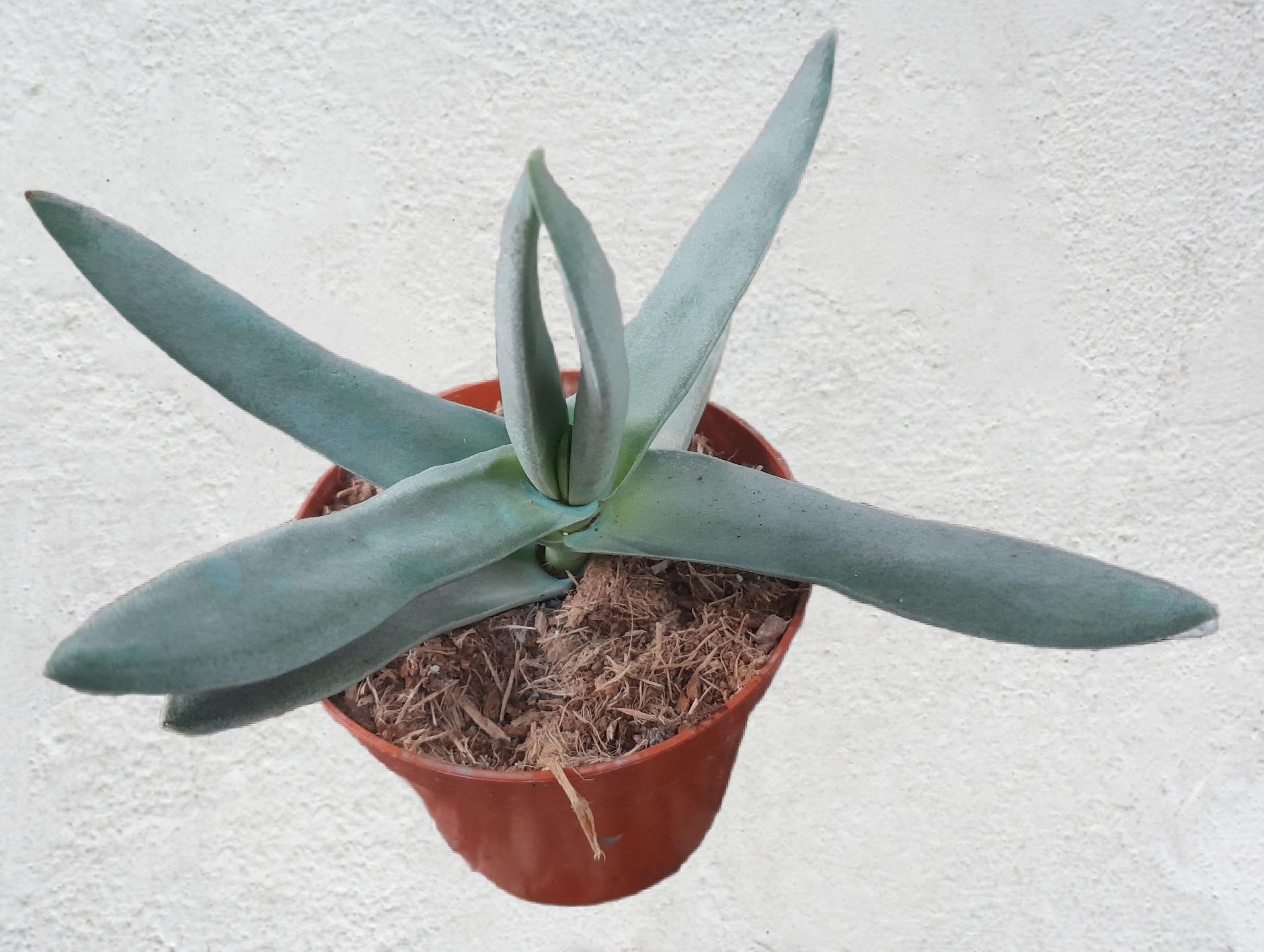 Crassula perfoliata 'Falcata'