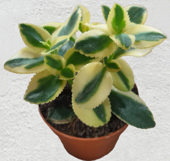 Crassula sarmentosa variegata