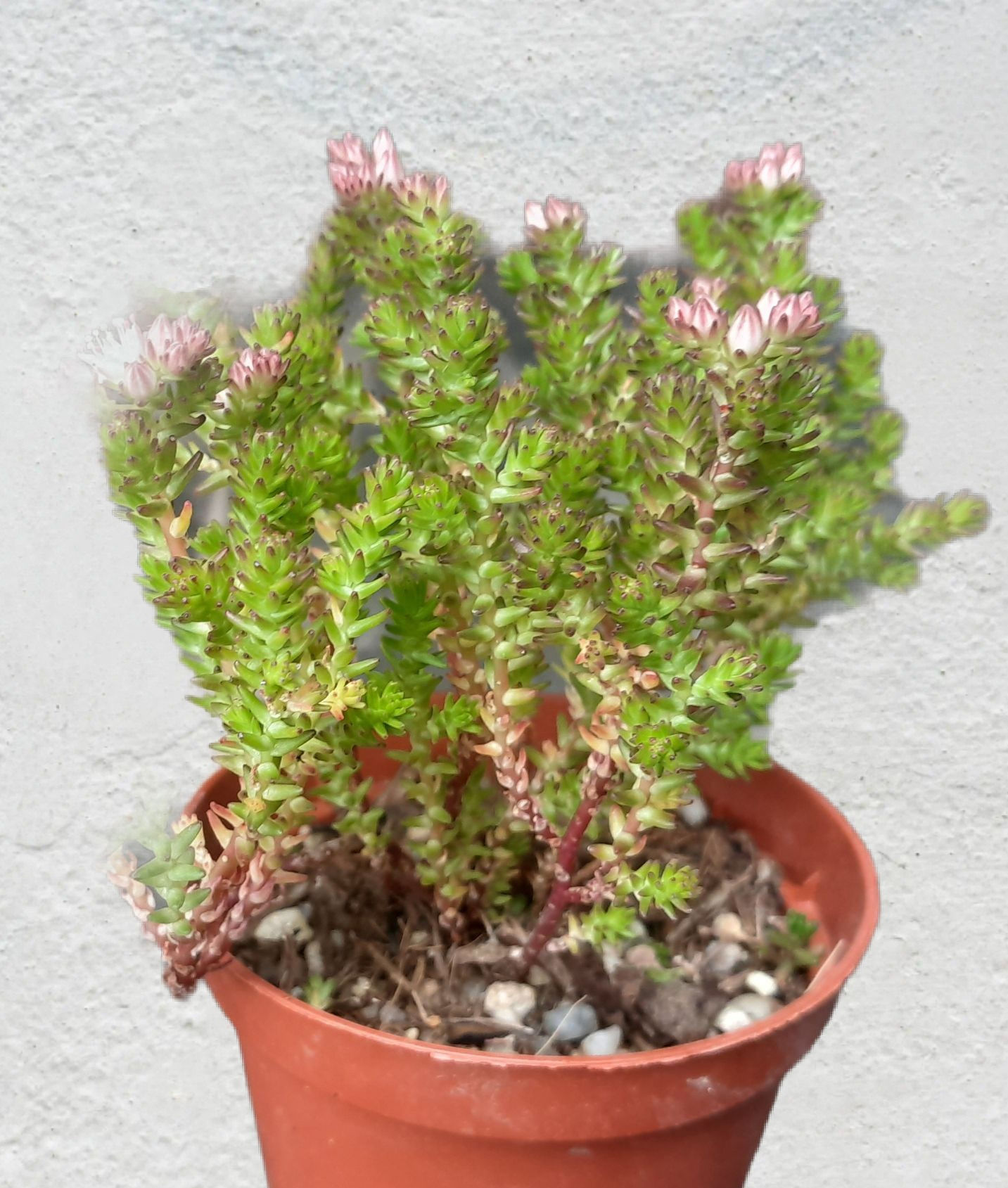 Sedum moranense