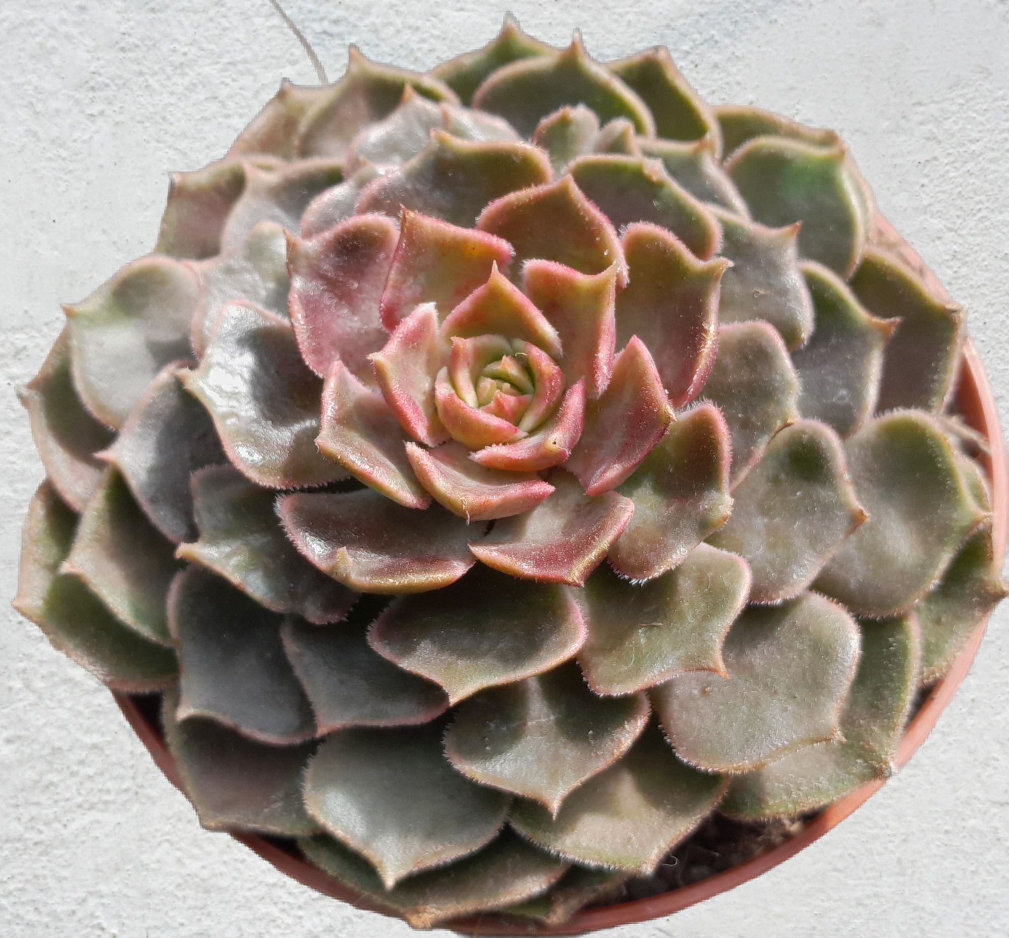 Echeveria brown rose