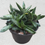 Miniature : Gasteria liliputana