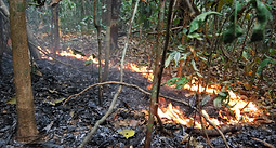 B260 - Fire line1.JPG