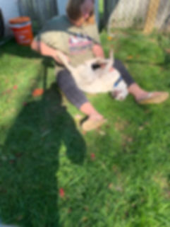 IMG_6250.jpeg
