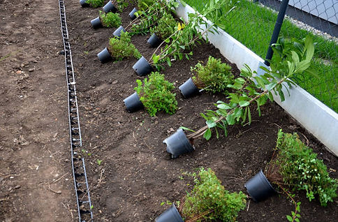 Shrubs, Hedges and Topiary planting services4.jpg