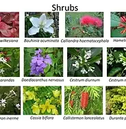 identification-of-shrubs-6-320.webp