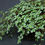 Thumbnail: Pilea Glauca