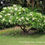 Thumbnail: Plumeria (Frangipani)
