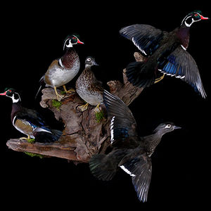 Birds/Fish/Misc.