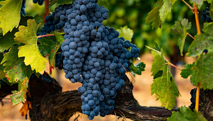Tempranillo