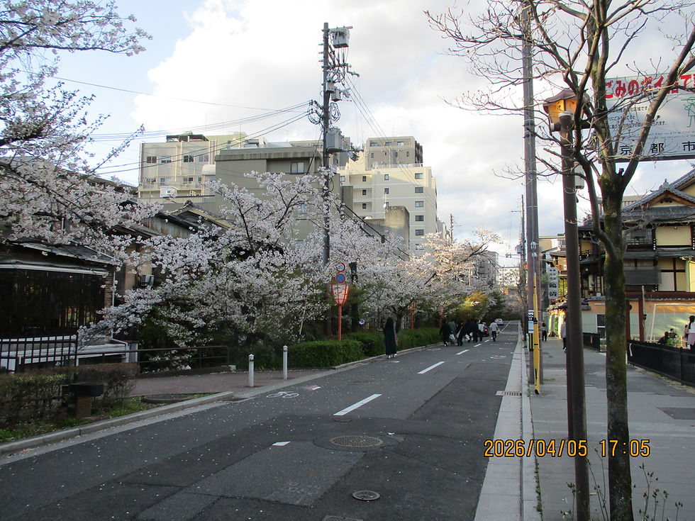 桜も来週には終盤を迎えそうなので花見に行ってきました