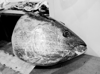 Une tête qui attend de passer entre les mains d'un poissonnier