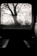 Arbre dénudé vu à travers la fenêtre du train qui relie Cayeux-sur-Mer à Le Crotoy.