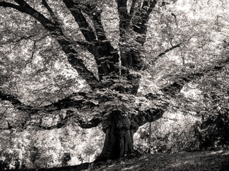 Marronnier gigantesque