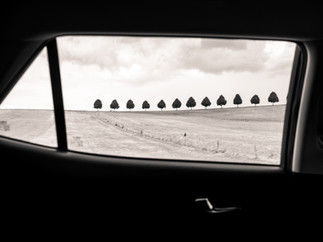 Rangée d'arbres vue depuis la voiture