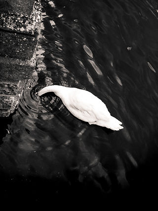 Un cygne la tête sous l'eau
