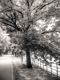 Un arbre le long de la Seine