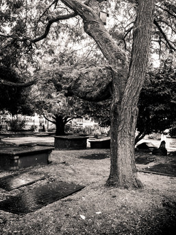 Des tombes et un arbre au centre-ville