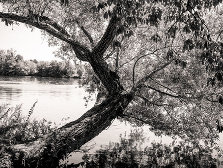 Un arbre qui pousse en biais au-dessus de la Marne
