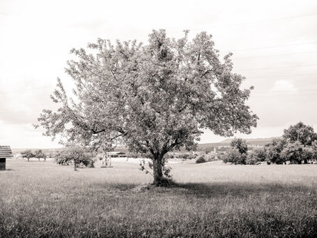 Un arbre solitaire au milieu de la campagne allemande