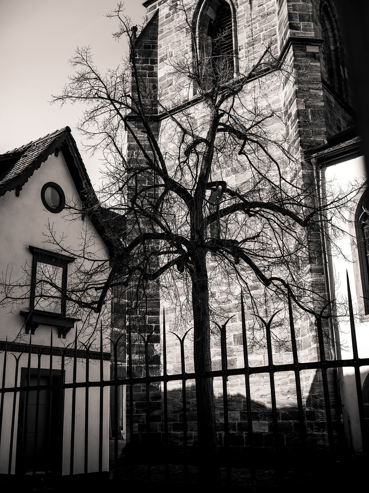 Un arbre dénudé sur une petite place